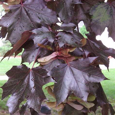 latin name for purple norway maple